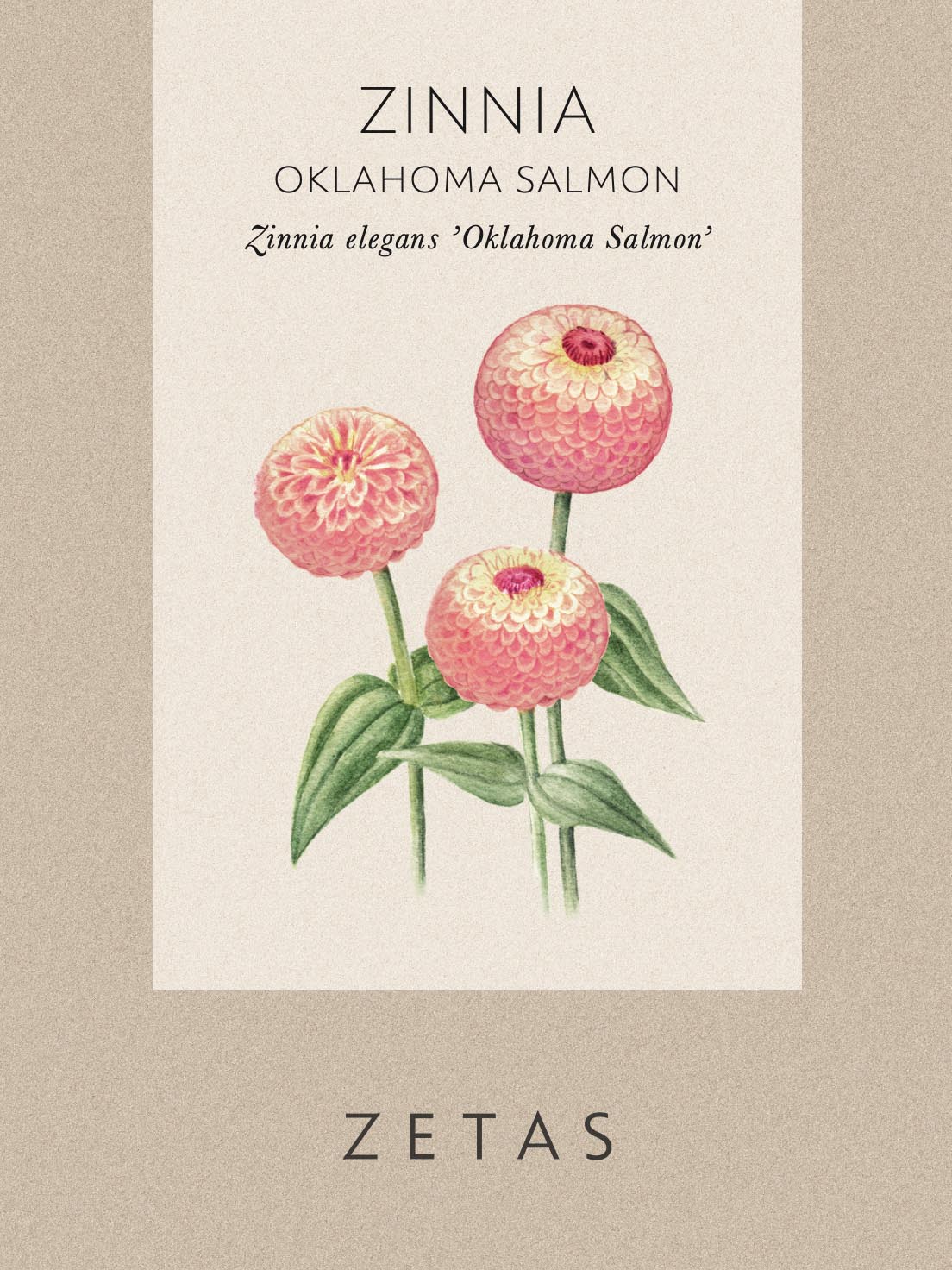 Zinnia 'Oklahoma Salmon' - Image 6