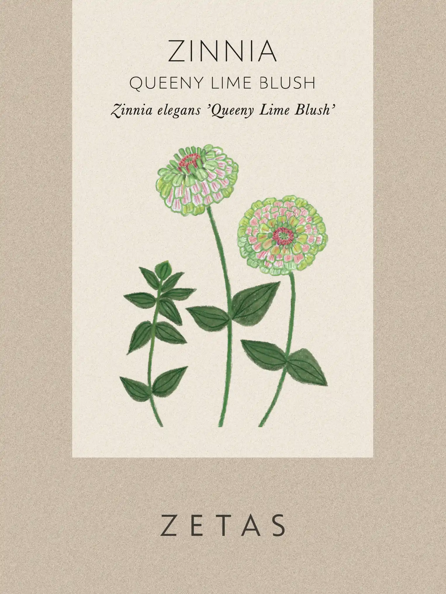 Zinnia 'Queeny Lime Blush' - Image 3