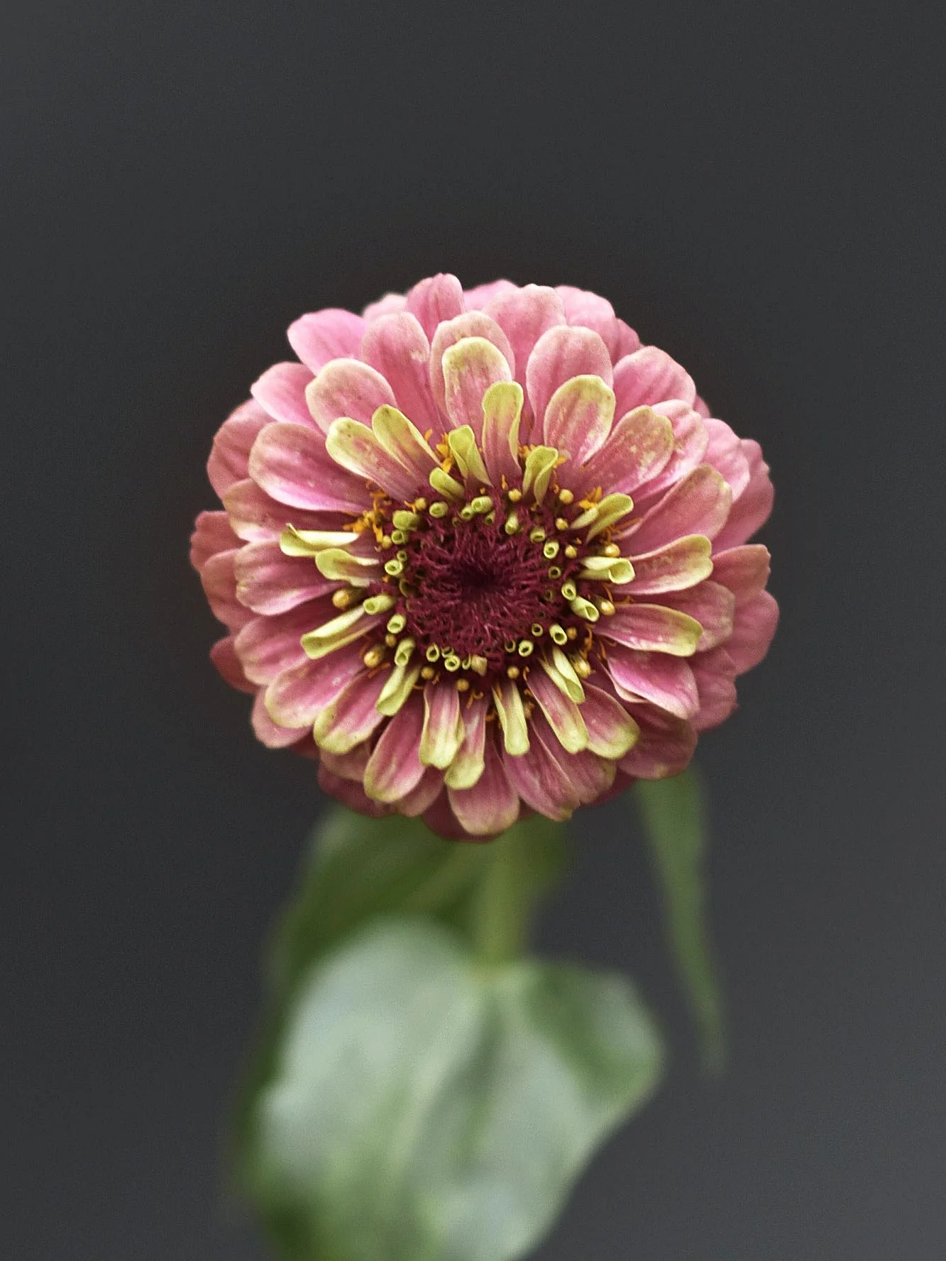 Zinnia 'Queeny Red Lime' - Image 2