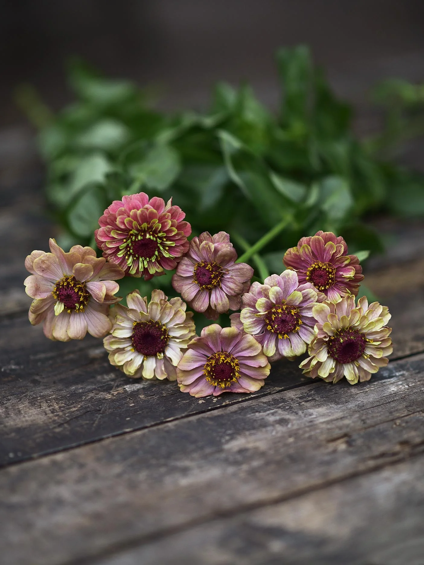Zinnia 'Queeny Red Lime' - Image 3