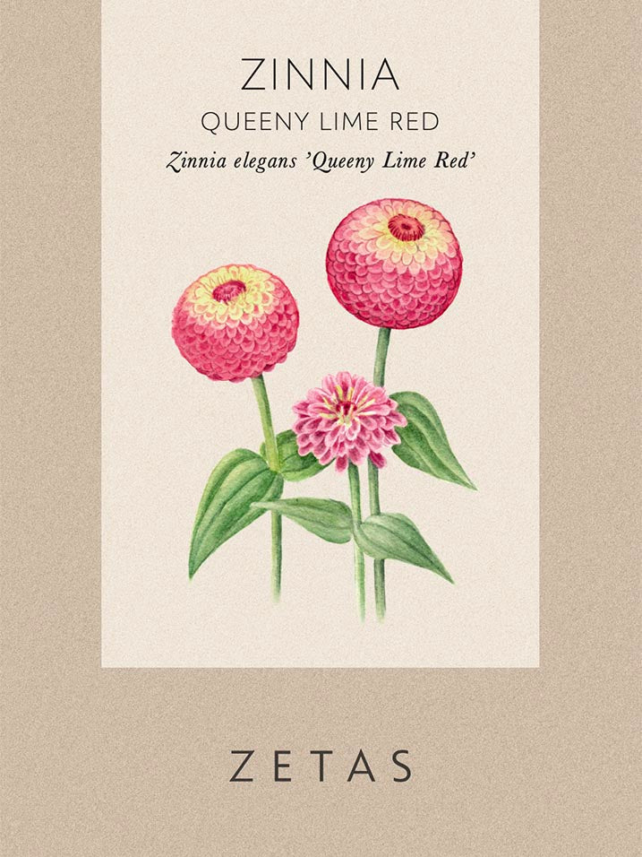 Zinnia 'Queeny Red Lime' - Image 4