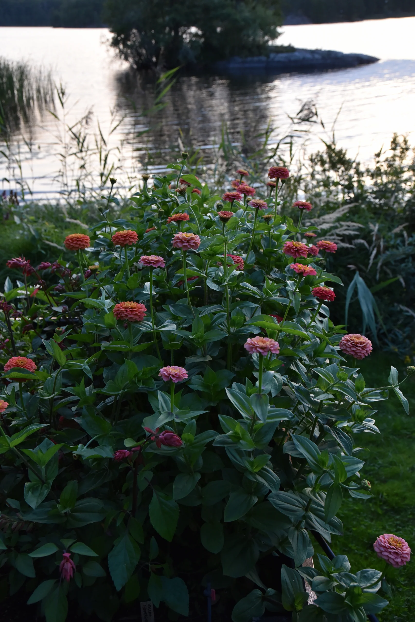 Zinnia 'Salmon Queen' - Image 3