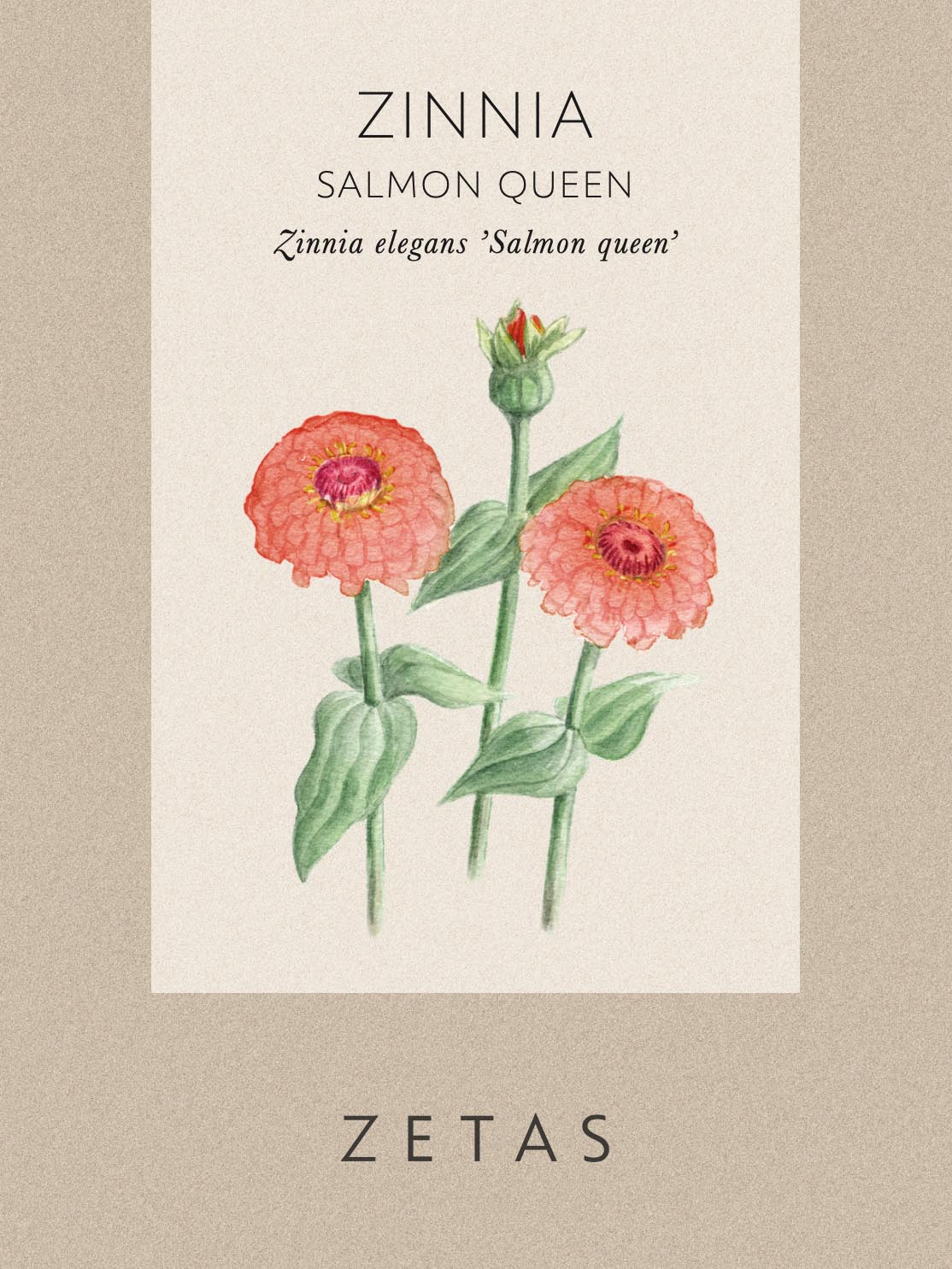 Zinnia 'Salmon Queen' - Image 4
